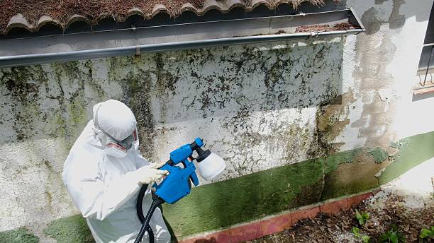 Mold Remediation service in Linden, Linden, AZ